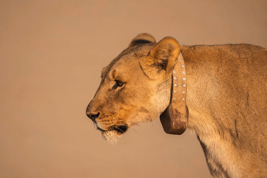 Ein Wüstenlöwe in Namibia mit einem Senderhalsband