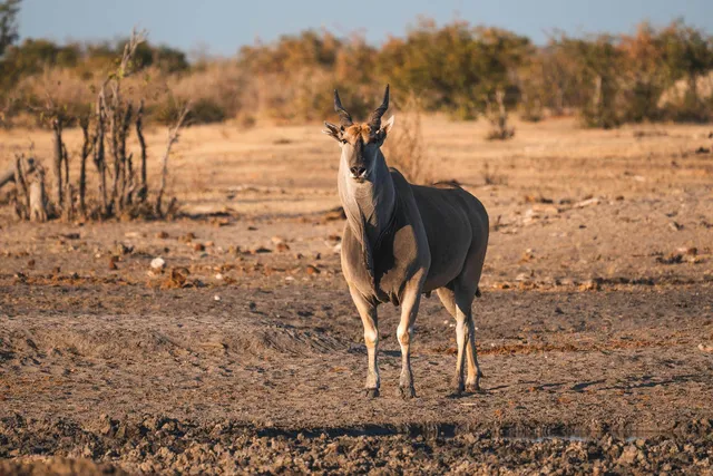 Einzelne Elenantilope steht frontal in trockener Savanne im warmen Abendlicht.