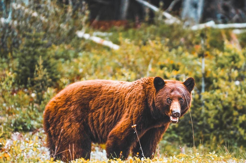 Bär auf der Nahrungssuche in Kanada
