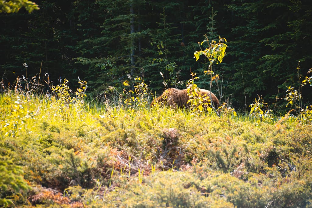 Grizzly am Straßenrand in Kanada