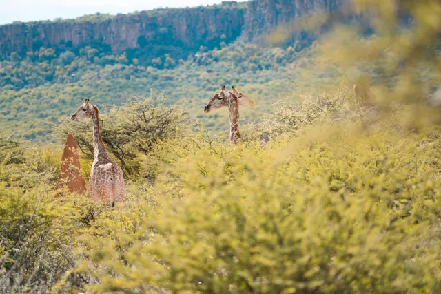 Giraffen am Waterberg