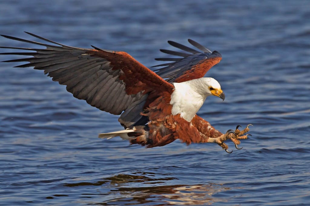 Greifvogel fliegt knapp über Wasser und streckt die Fänge zum Fang aus.