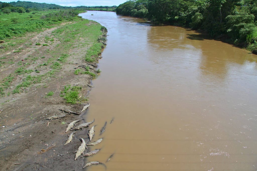 Gruppe von Krokodilen am schlammigen Flussufer, einige im Wasser, Aufnahme von oben