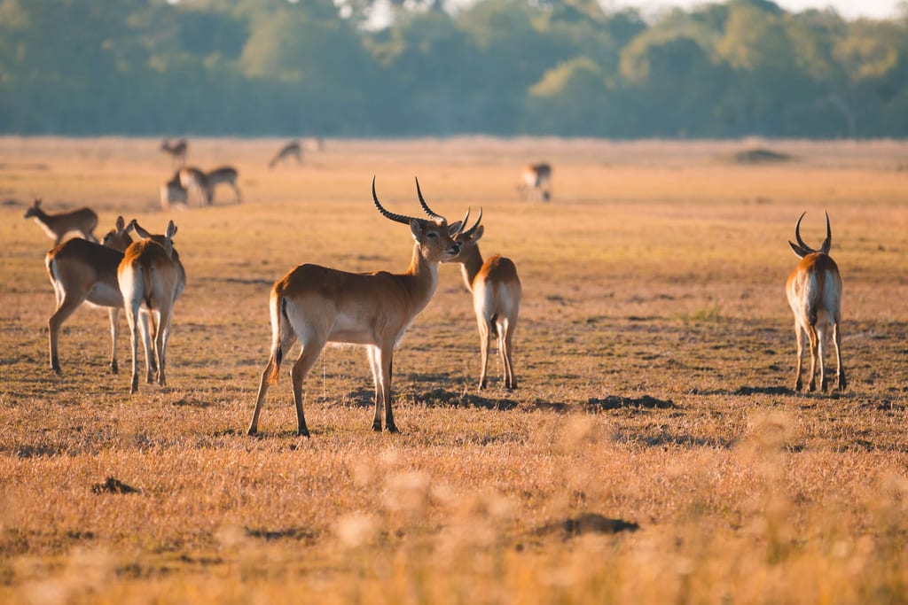 Mehrere Letschwes auf offener Graslandschaft im warmen Abendlicht, ein Männchen mit Geweih im Vordergrund.