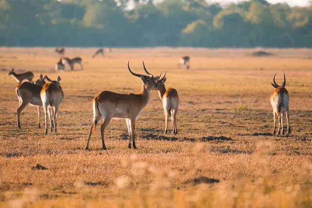 Mehrere Letschwes auf offener Graslandschaft im warmen Abendlicht, ein Männchen mit Geweih im Vordergrund.