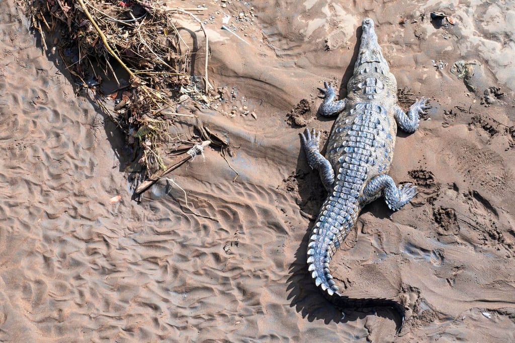Krokodil liegt auf sandiger Flussbank in Draufsicht bei hellem Tageslicht.