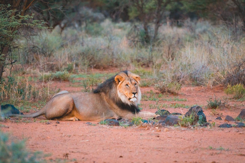 Ein Löwe liegt auf rotem Sand im Erindi in Namibia