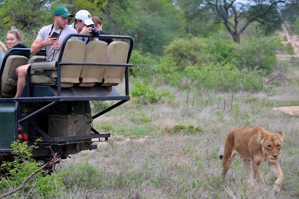 Safari-Geländewagen mit Fotografen beobachtet eine große Raubkatze in grasbewachsener Savanne.