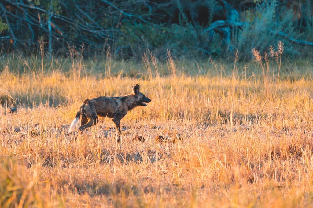 Moremi Game Reserve