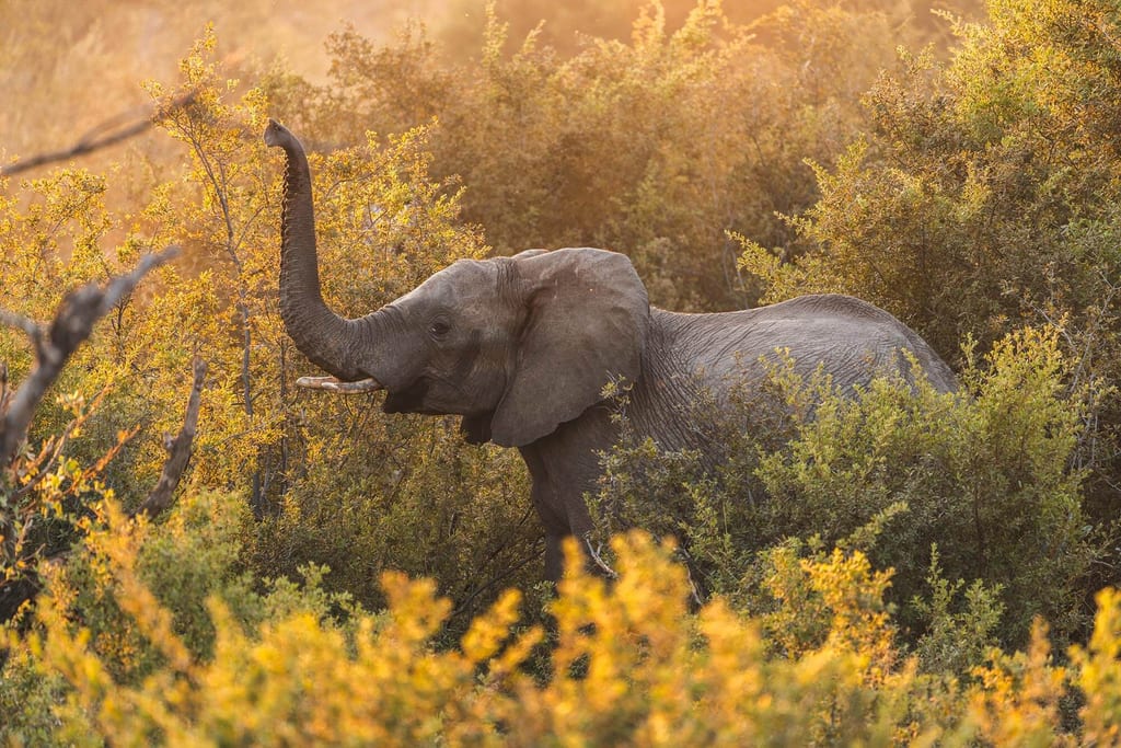 Ein Elefant streckt im goldenen Seitenlicht seinen Rüssel in dichtes Buschwerk.