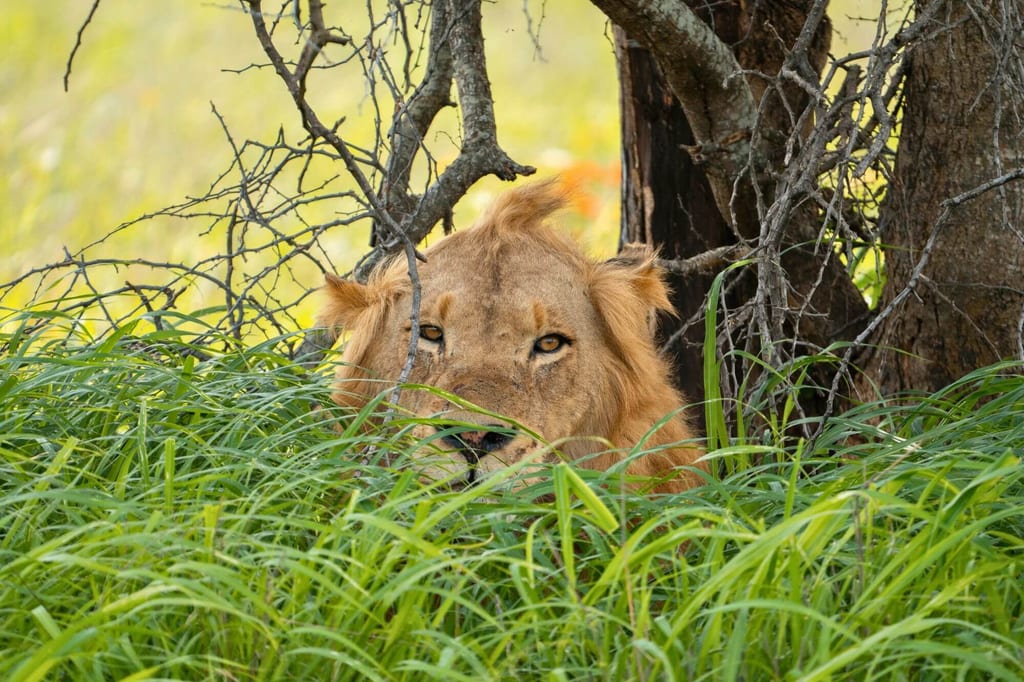 Großkatze liegt im hohen Gras vor einem Baum und sieht direkt in die Kamera.