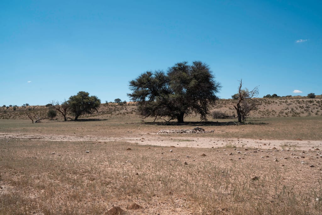 Trockene Ebene mit vereinzelten Bäumen, großem Baum in der Bildmitte und klarem blauem Himmel