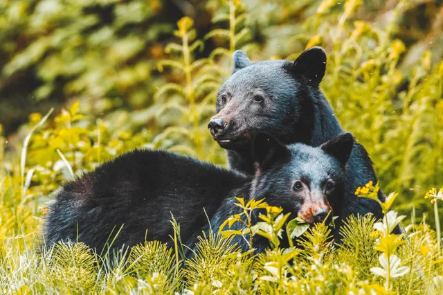 Zwei schwarze Bären liegen in grüner Wiese mit gelben Blüten, ruhige Tageslichtaufnahme.