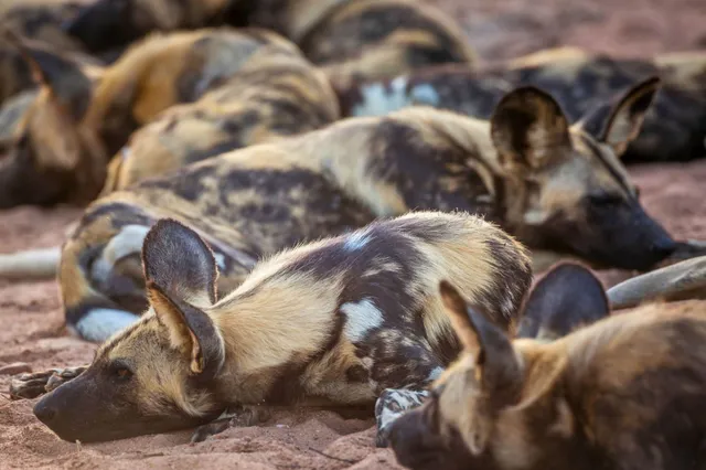 Mehrere wildlebende Hunde in einem ruhenden Rudel auf sandigem Boden im warmen Abendlicht.