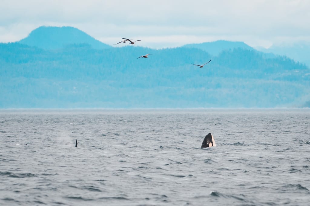 Orcas in der Johnstone Strait