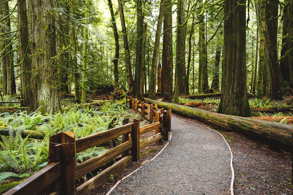 Ein Wanderweg durch Küstenregenwald auf Vancouver Island