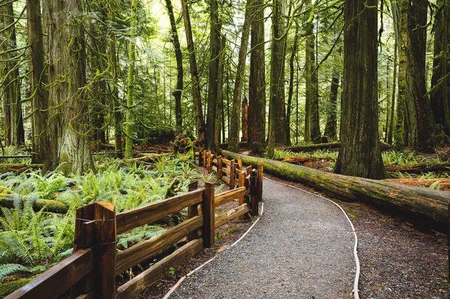 Ein Wanderweg durch Küstenregenwald auf Vancouver Island
