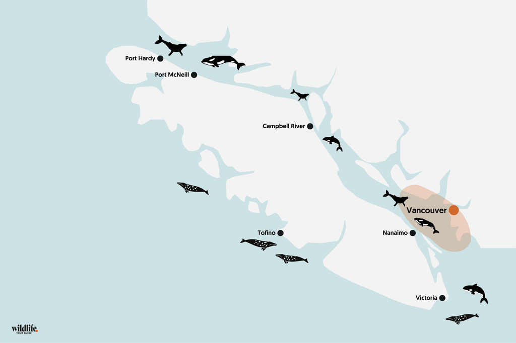Whale Watching vor Vancouver