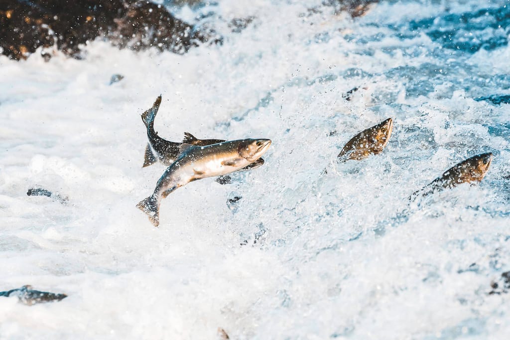 Lachse kämpfen sich durch die Flusströmungen