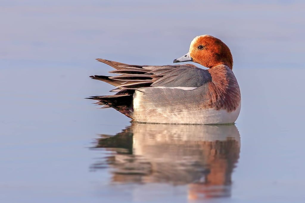 Pfeifente seitlich auf ruhigem Wasser mit klarer Spiegelung und weichem Morgenlicht