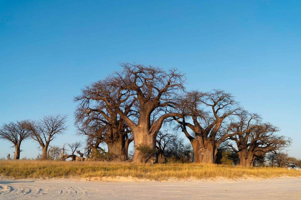 Botswana Highlights