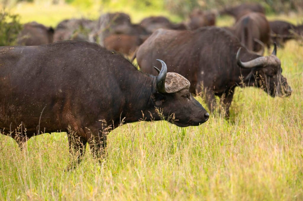 Mehrere Büffel grasen ruhig in hohem gelbgrünem Gras, zwei Tiere im Vordergrund in Seitenansicht.