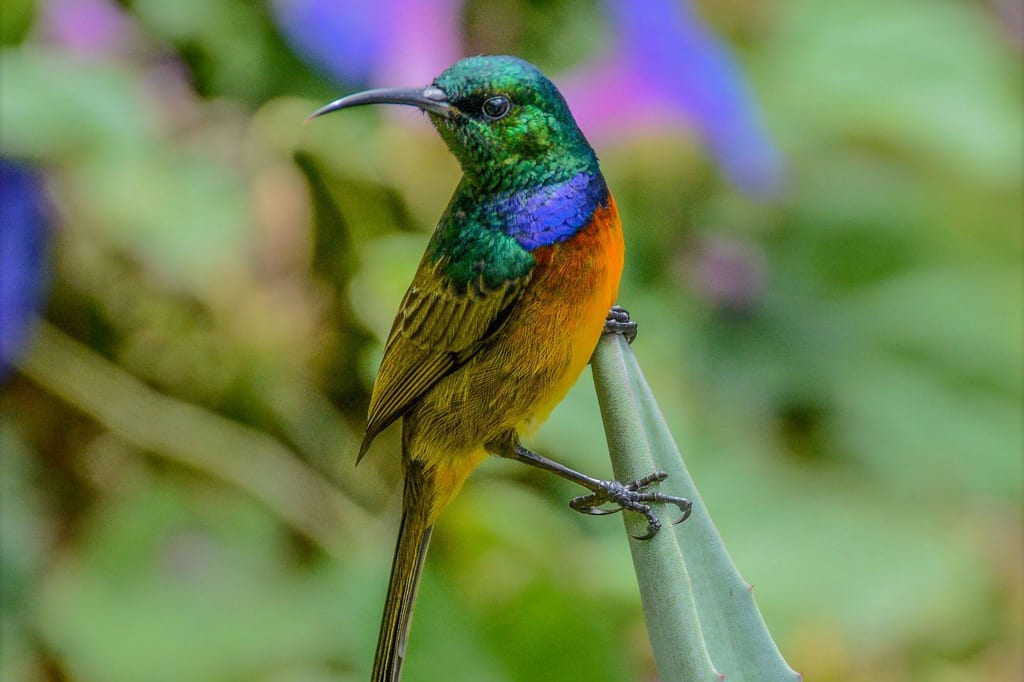 Goldbrust-Nektarvogel sitzt seitlich auf Pflanzenspitze, schillerndes grünes, blaues und orangenes Gefieder.