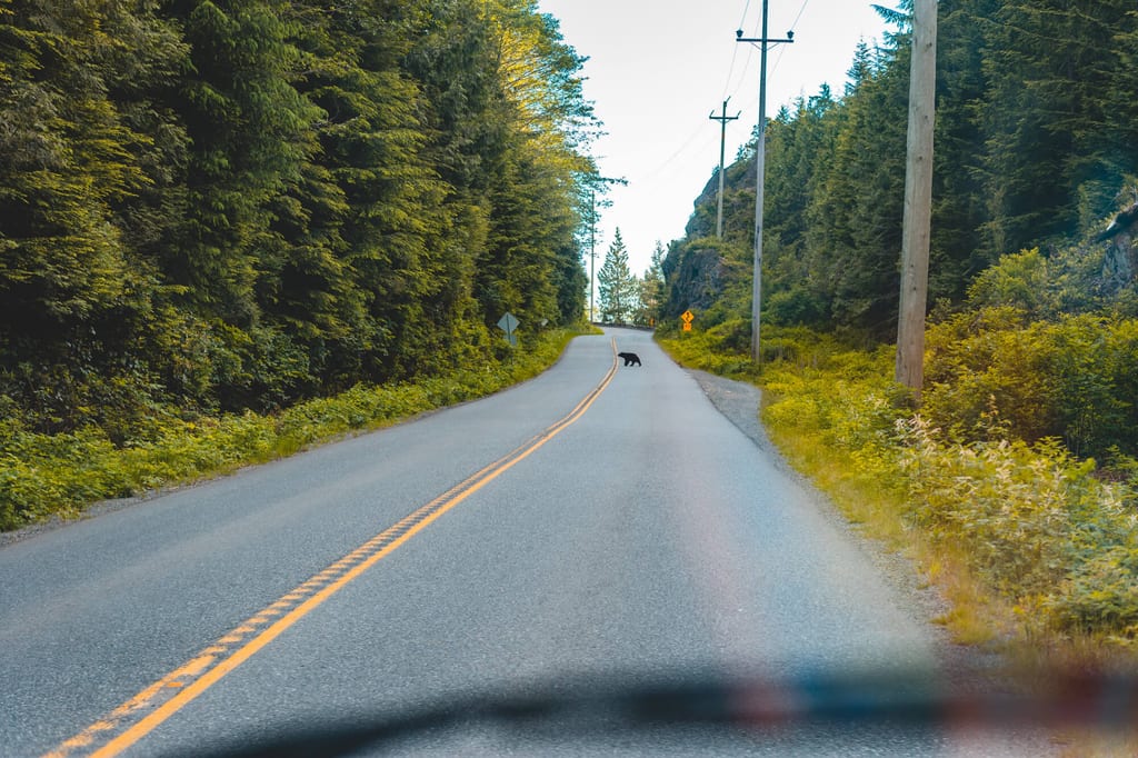 Schwarzbär auf dem Weg zum Crystal Cove Campground