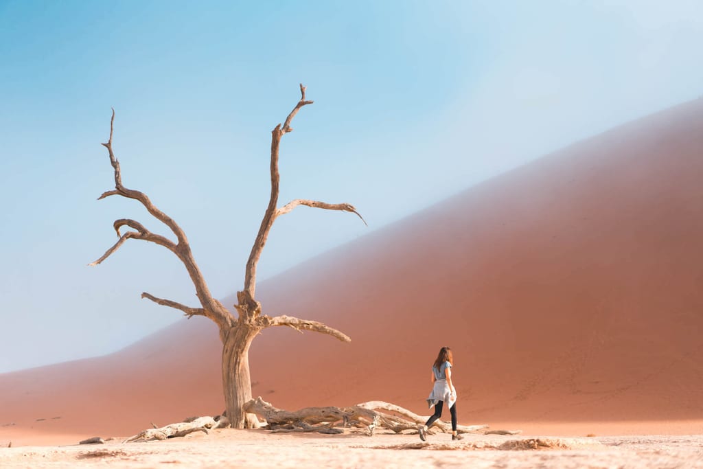 Person geht an einem knorrigen toten Baum vor einer hohen roten Sanddüne vorbei
