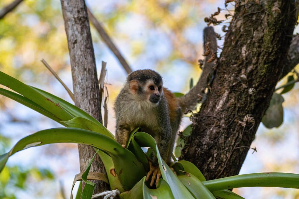 Kleiner Affe sitzt auf Epiphytenblättern im Baum, weiches Tageslicht, ruhige Stimmung