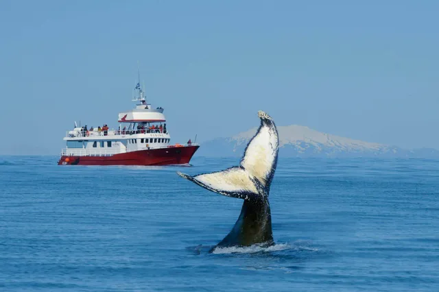 Schwanzflosse eines Wals vor einem rot-weißen Ausflugsboot auf ruhigem Meer bei klarem Himmel.