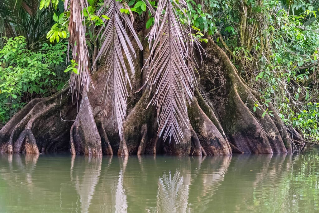 Baum mit großen Brettwurzeln am Ufer, hängende Palmenblätter und ruhige Spiegelung im Wasser.