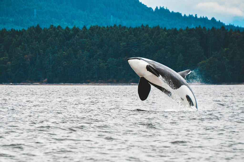 Orca vor British Columbia