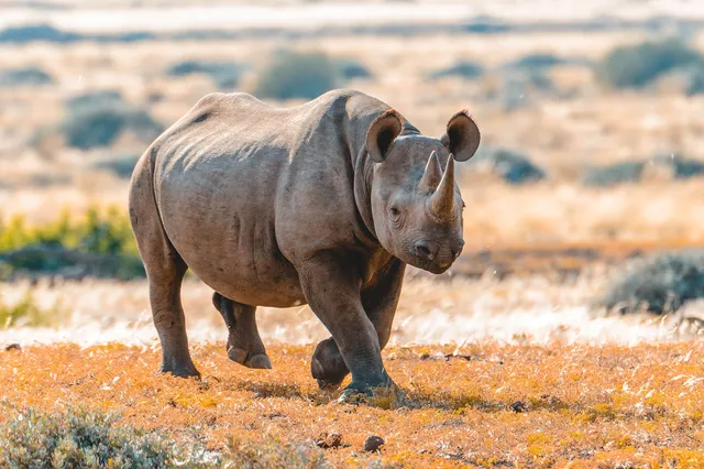 Ein einzelnes Nashorn läuft durch trockenes Grasland im warmen Abendlicht.