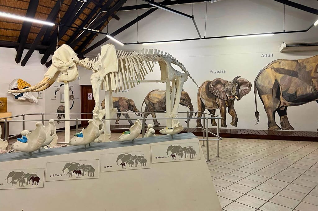 Ausstellungsraum mit Elefantenskelett und Wandbildern von Elefanten in verschiedenen Altersstufen.