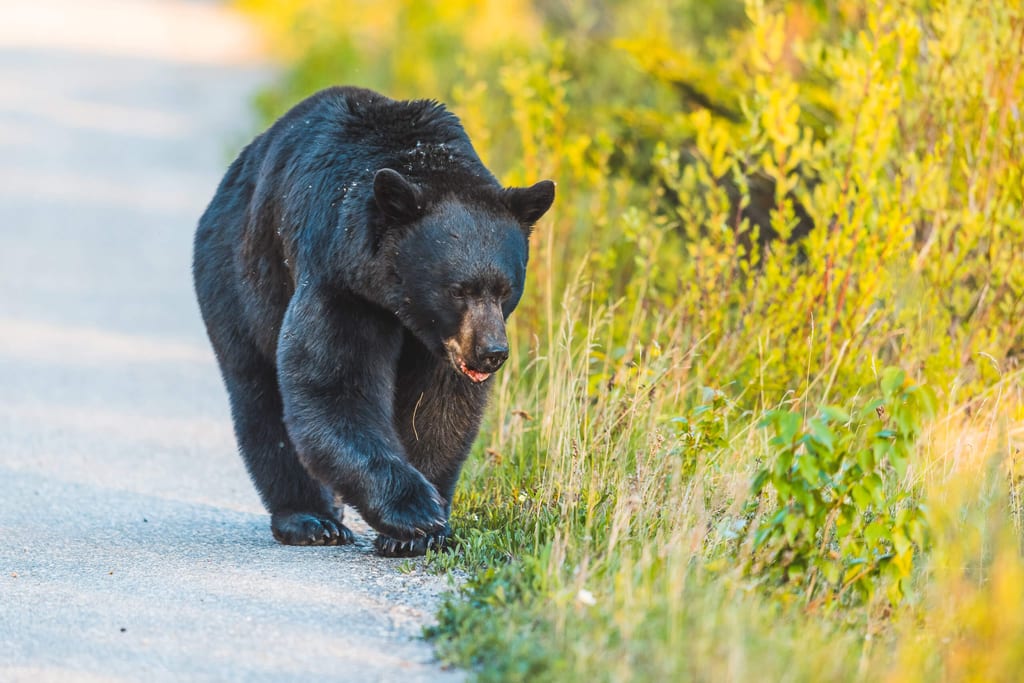 Großer Schwarzbär auf einem Weg