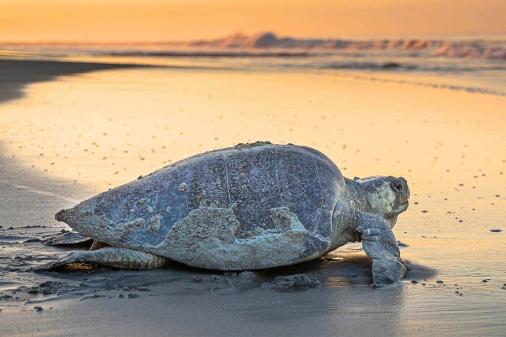 Oliv-Bastardschildkröte kriecht bei Sonnenuntergang über einen feuchten Sandstrand Richtung Meer.