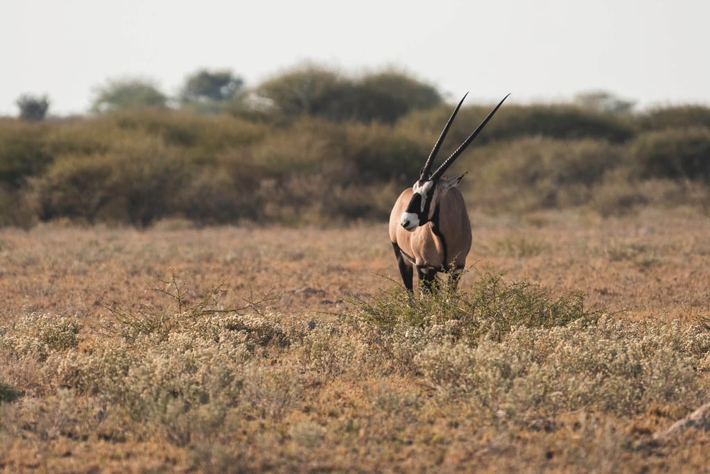 Einzelne Antilope mit langen Hörnern in trockener Savanne bei warmem Nachmittagslicht.