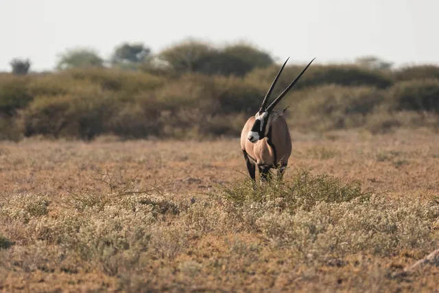 Einzelne Antilope mit langen Hörnern in trockener Savanne bei warmem Nachmittagslicht.