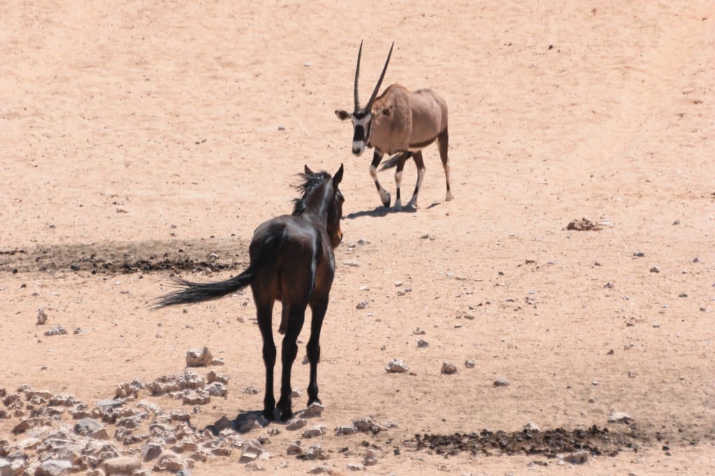 Pferd nähert sich einer Antilope in karger, sonniger Wüstenlandschaft
