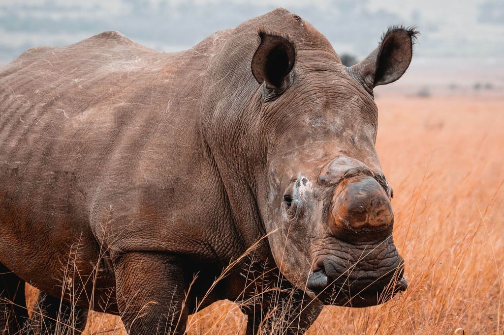 Ein Nashorn mit einem abgesagten Horn zum Schutz vor Wilderei