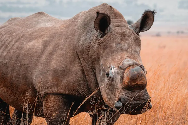 Ein Nashorn mit einem abgesagten Horn zum Schutz vor Wilderei