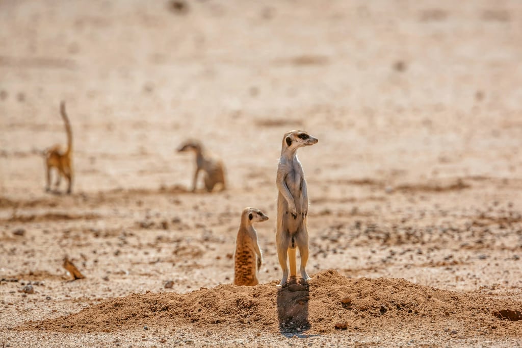 Erdmännchen-Gruppe auf sandigem Hügel, ein Tier steht als Wächter in warmem Tageslicht