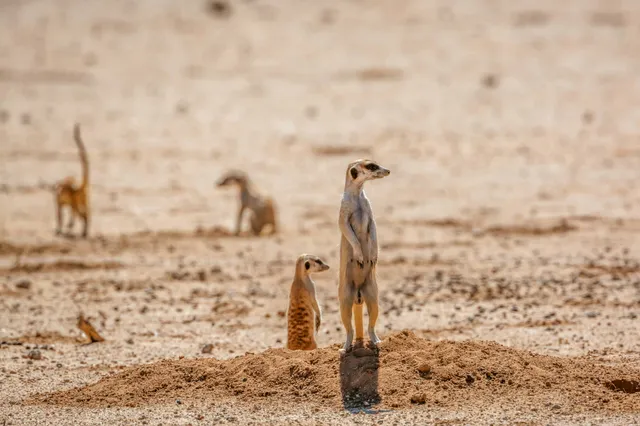 Erdmännchen-Gruppe auf sandigem Hügel, ein Tier steht als Wächter in warmem Tageslicht