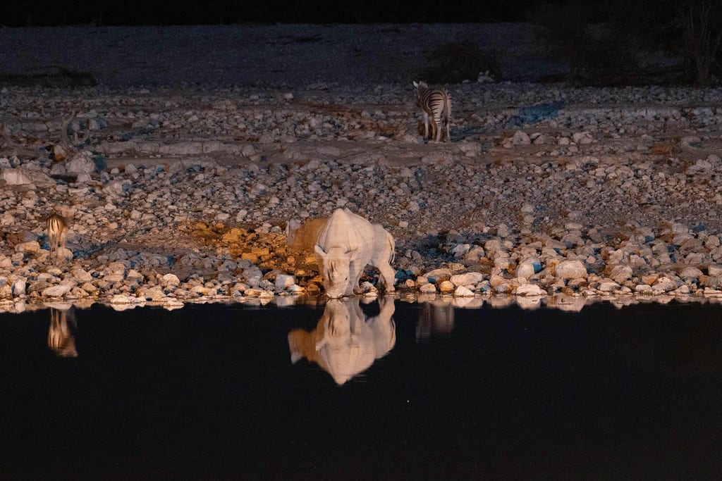 Am Abend besuchen mehrere Nashörner das Wasserloch