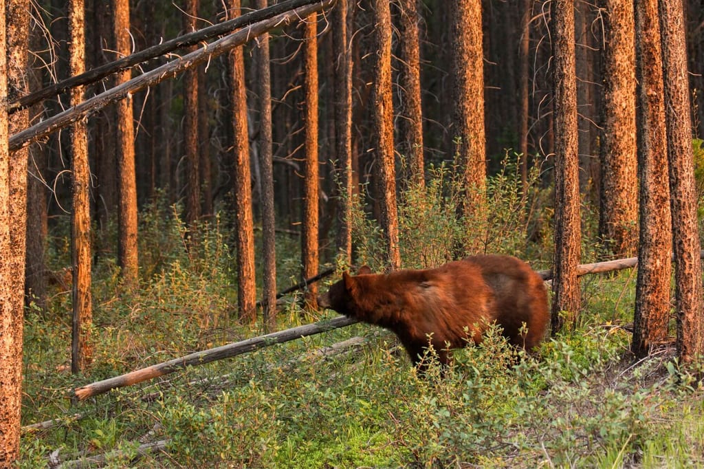 Bär im Kiefernwald bei warmem Abendlicht, seitliche Ansicht, schnüffelnd am umgestürzten Baumstamm