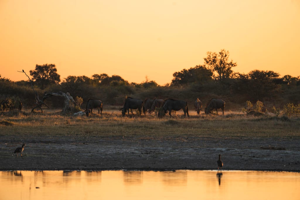 Herde von Antilopen am Wasserufer bei Sonnenuntergang in Botswana, goldene Silhouetten.