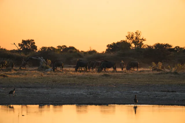 Herde von Antilopen am Wasserufer bei Sonnenuntergang in Botswana, goldene Silhouetten.