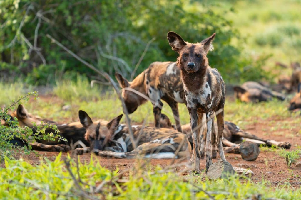 Rudel hundeartiger Tiere im Buschland, eines steht im Vordergrund im warmen Abendlicht.