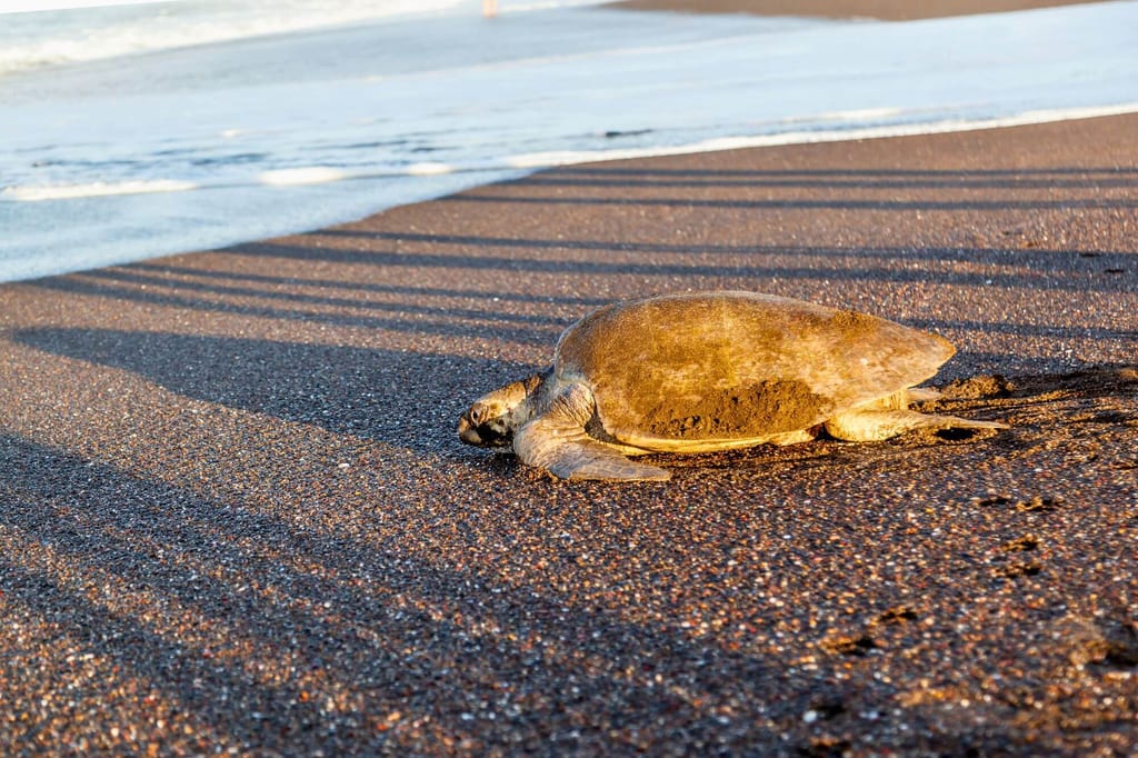 Meeresschildkröte am sandigen Strand in warmem Seitenlicht, lange Schatten entlang des Ufers.